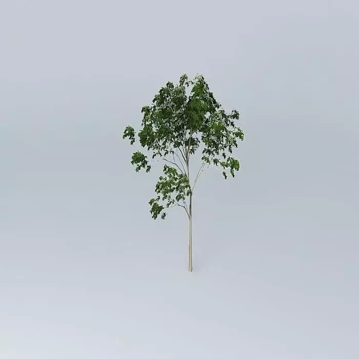Ghost Gum Corymbia aparrerinja 1 Free 3D model_0