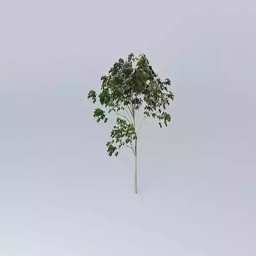 Ghost Gum Corymbia aparrerinja 1