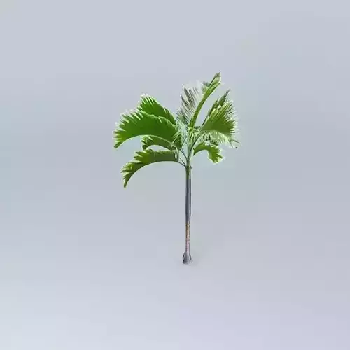 Purple King Palm Tree Free 3D model