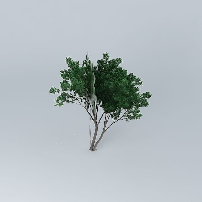 Coast Banksia Banksia integrifolia ssp Integrifolia 3 Free 3D model_2