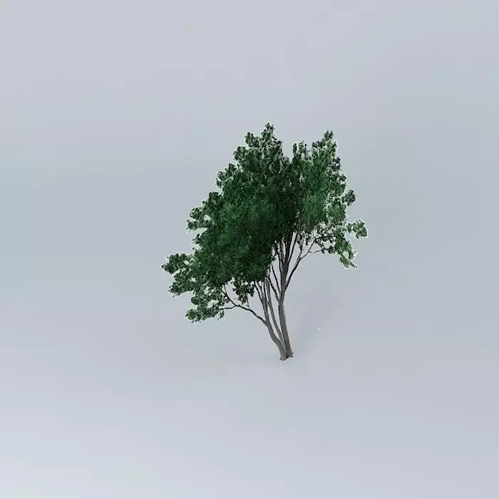Coast Banksia Banksia integrifolia ssp Integrifolia 3 Free 3D model_0