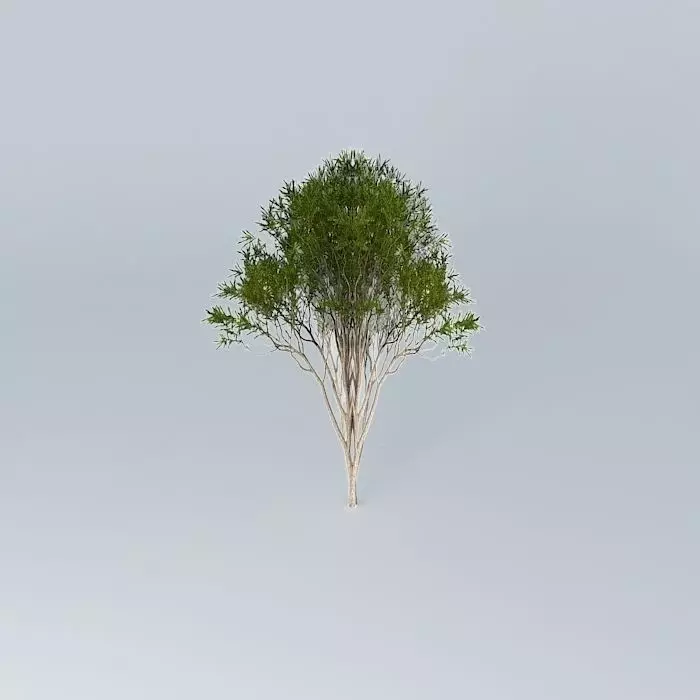 Australian Tea Tree Melaleuca alternifolia 2 Free 3D model_0