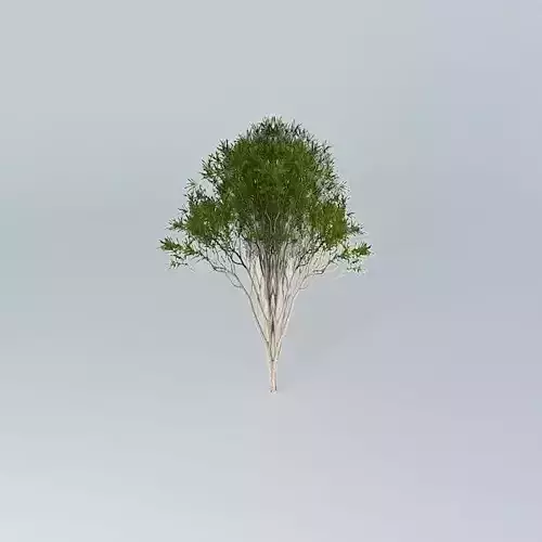 Australian Tea Tree Melaleuca alternifolia 2