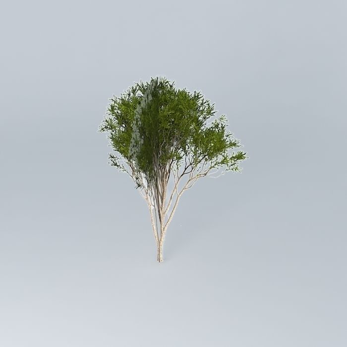Australian Tea Tree Melaleuca alternifolia 2 Free 3D model_1