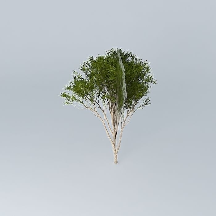 Australian Tea Tree Melaleuca alternifolia 2 Free 3D model_2