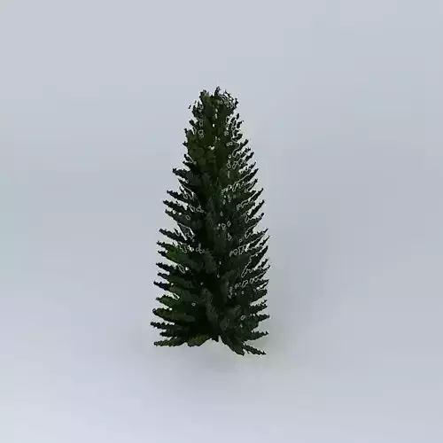 Norfolk Island Pine 4