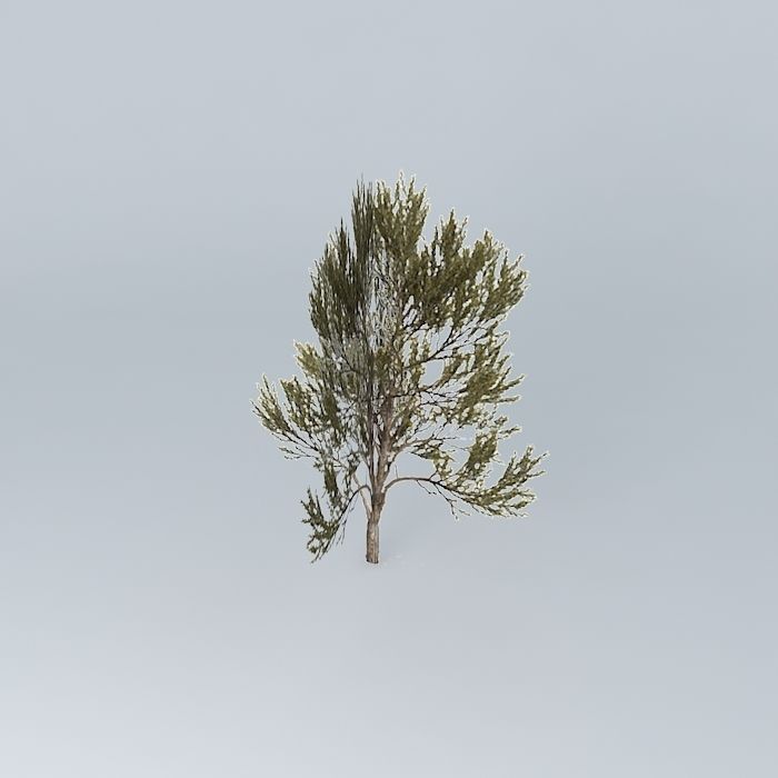 True Mulga Acacia aneura 3 Free 3D model_1