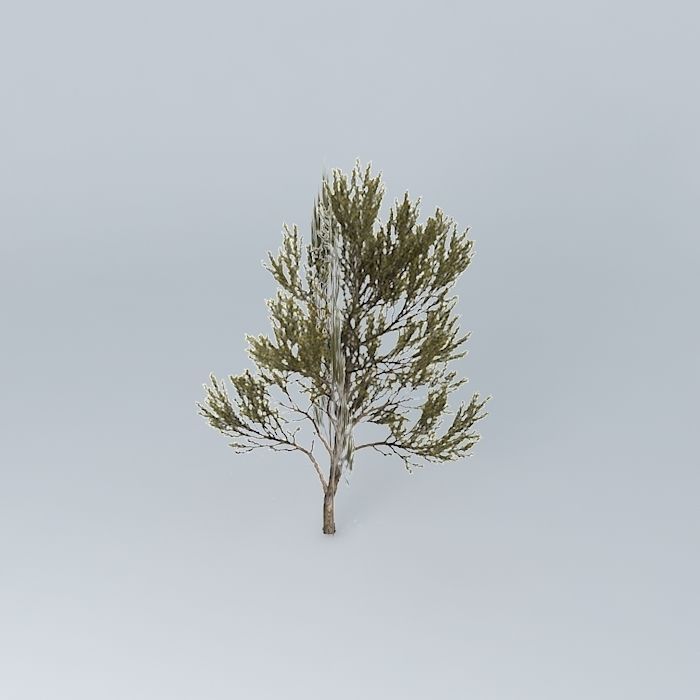 True Mulga Acacia aneura 3 Free 3D model_2