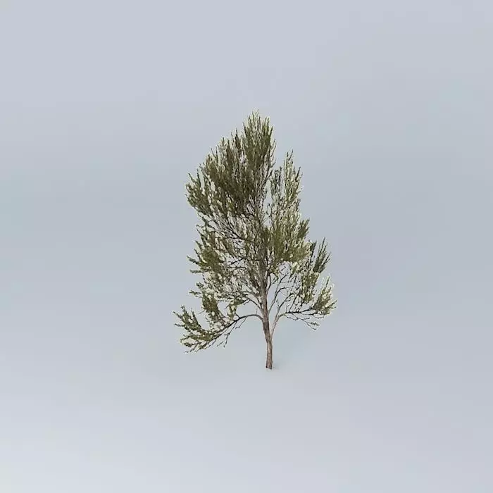 True Mulga Acacia aneura 3 Free 3D model_0