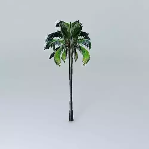 Coconut Tree Free 3D model