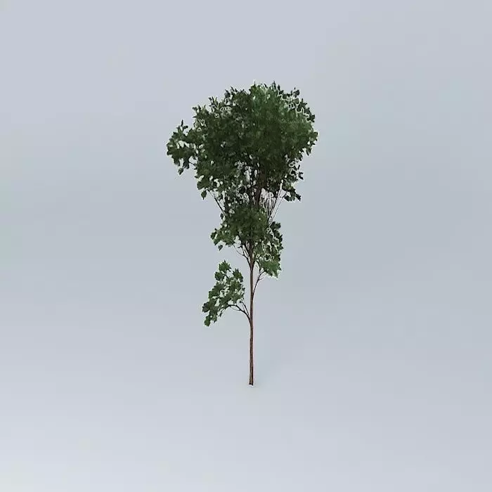 Brigalow Acacia harpophylla 2 Free 3D model_0