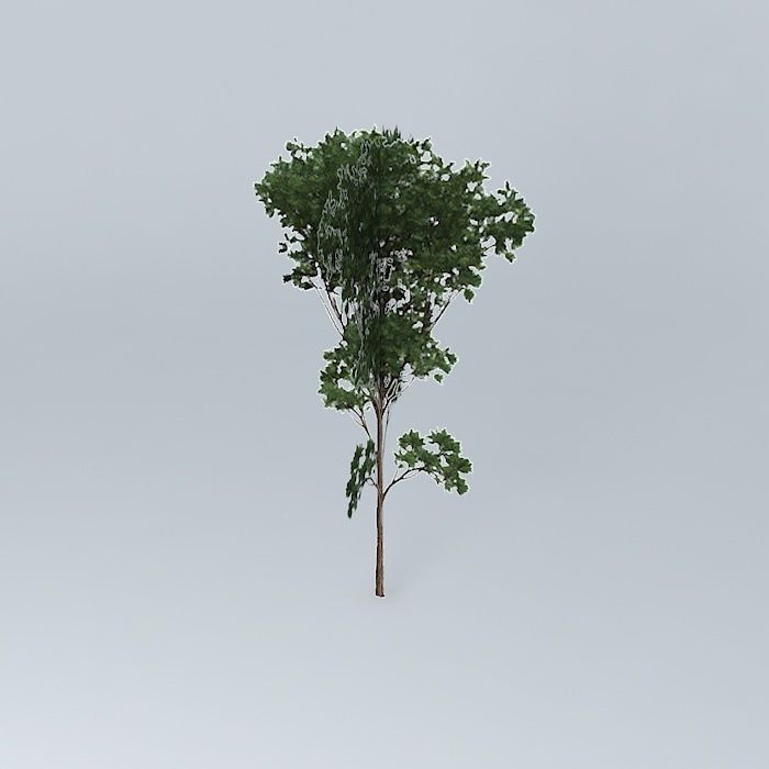 Brigalow Acacia harpophylla 2 Free 3D model_1
