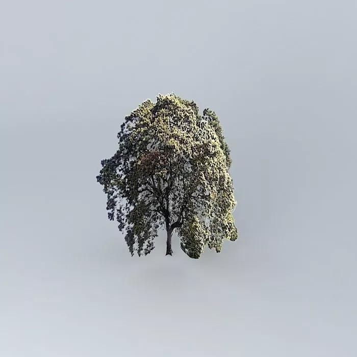 Castanea chestnut Free 3D model
