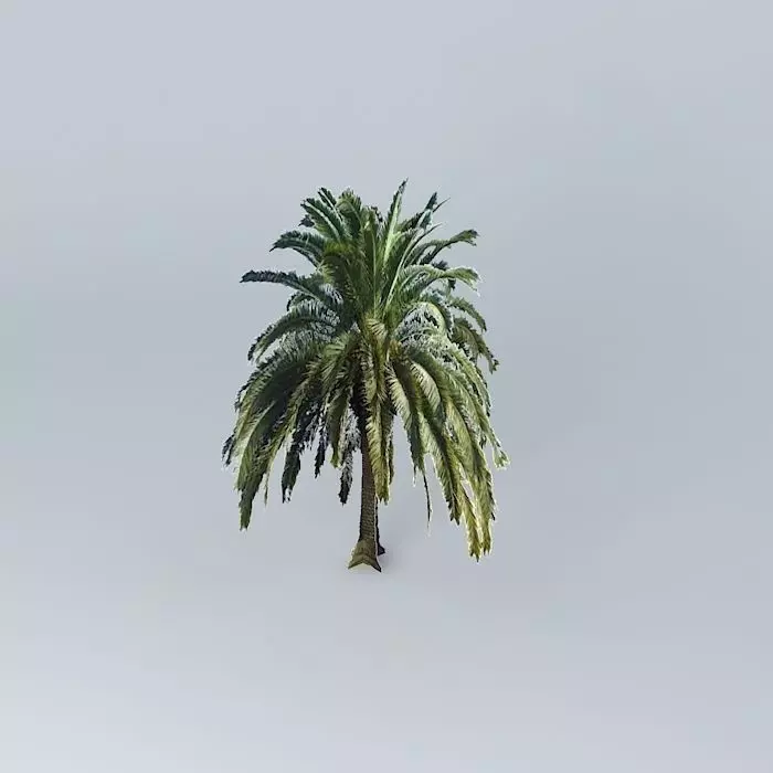 Canary Island Date Palm Tree Free 3D model_0