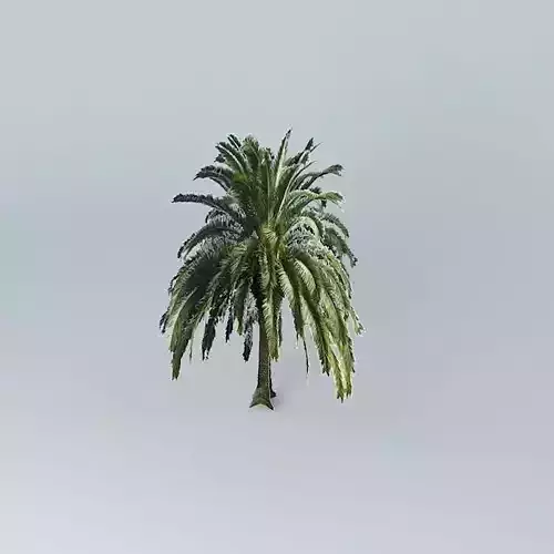 Canary Island Date Palm Tree Free 3D model
