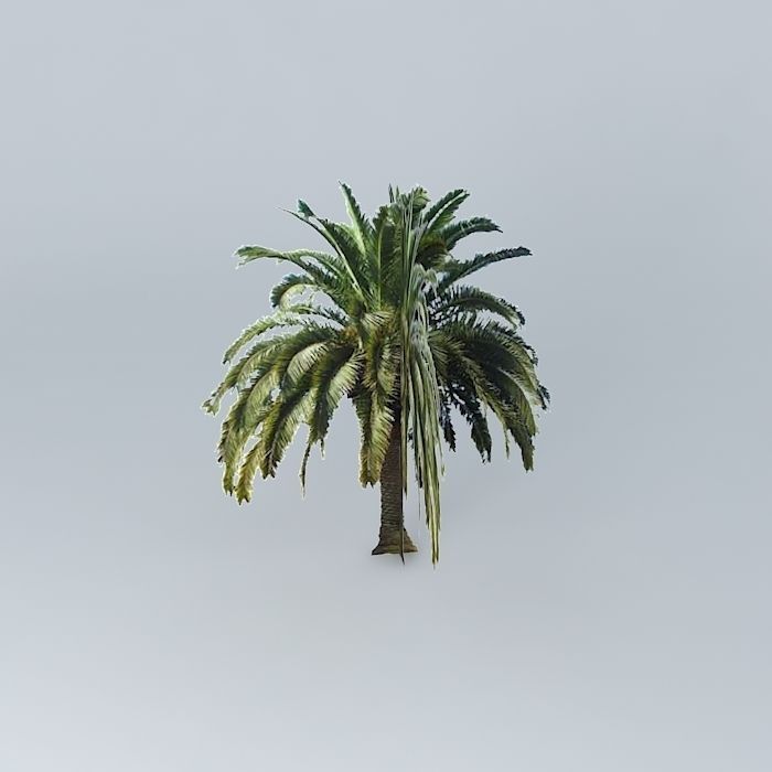 Canary Island Date Palm Tree Free 3D model_2