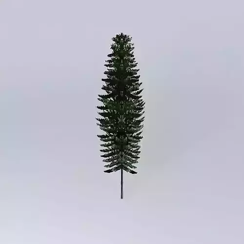 Norfolk Island Pine 2