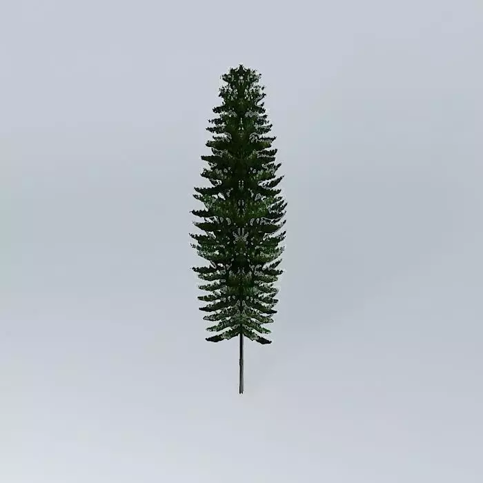 Norfolk Island Pine 2 Free 3D model_0