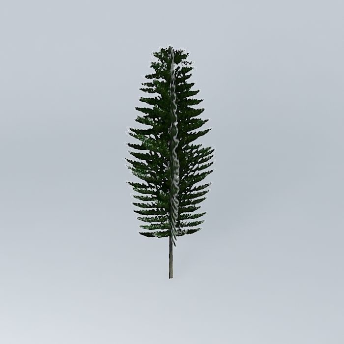 Norfolk Island Pine 2 Free 3D model_2