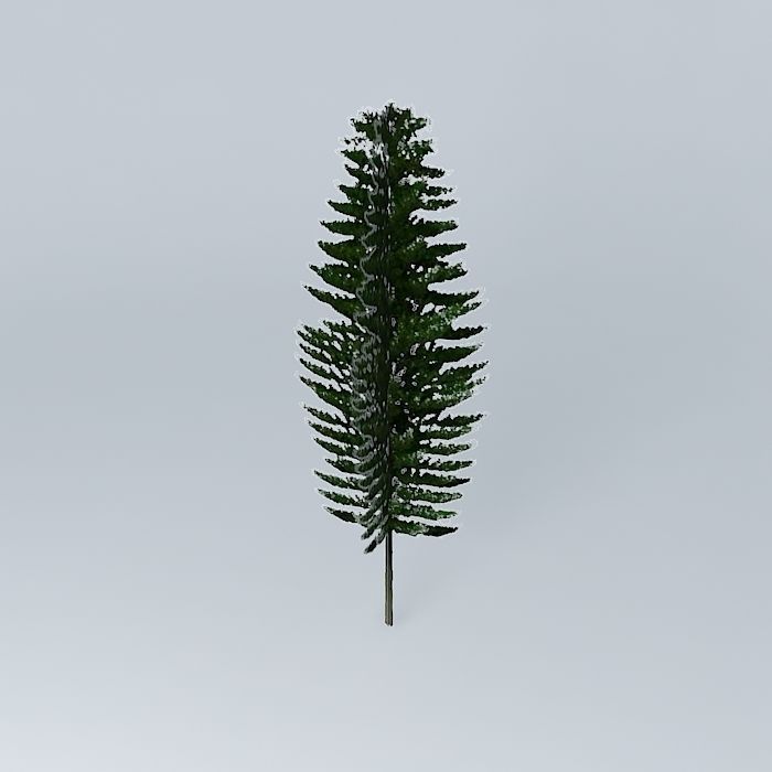 Norfolk Island Pine 2 Free 3D model_1