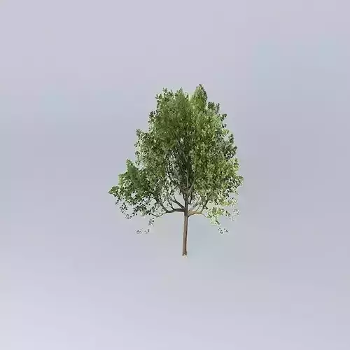 Downy Oak Quercus pubescens Free 3D model