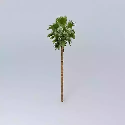 Californian Palm Tree Free 3D model