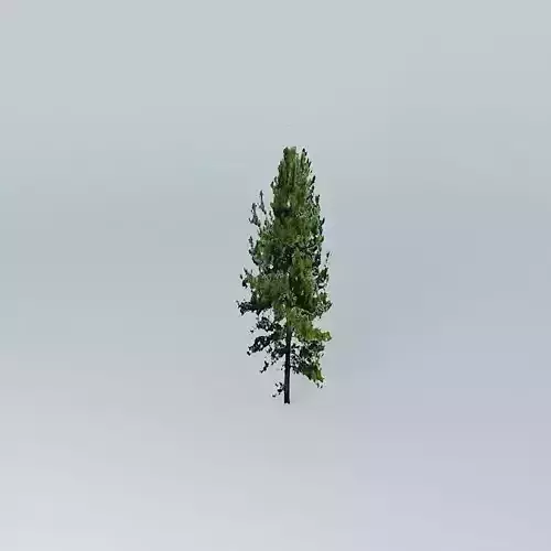 Pine Tree