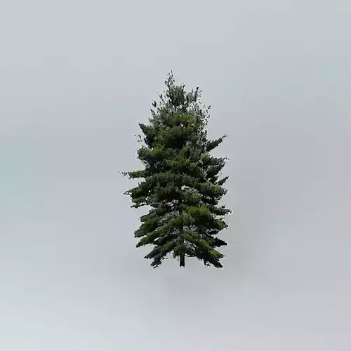 Fir Tree