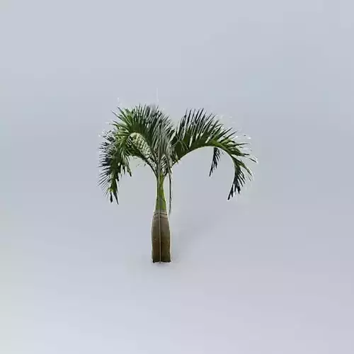 Bottle Palm Tree