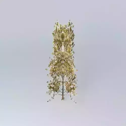 Downy Oak Quercus pubescens