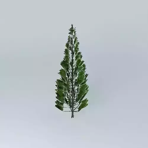 Norfolk Island Pine 5