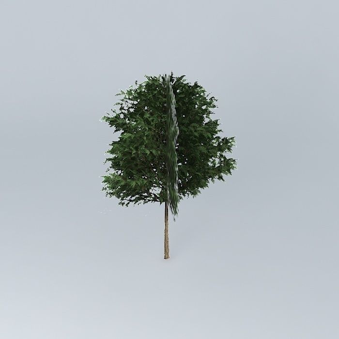 Silky Oak Grevillea robusta 2 Free 3D model_2