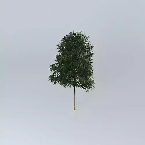 Silky Oak Grevillea robusta 2 Free 3D model