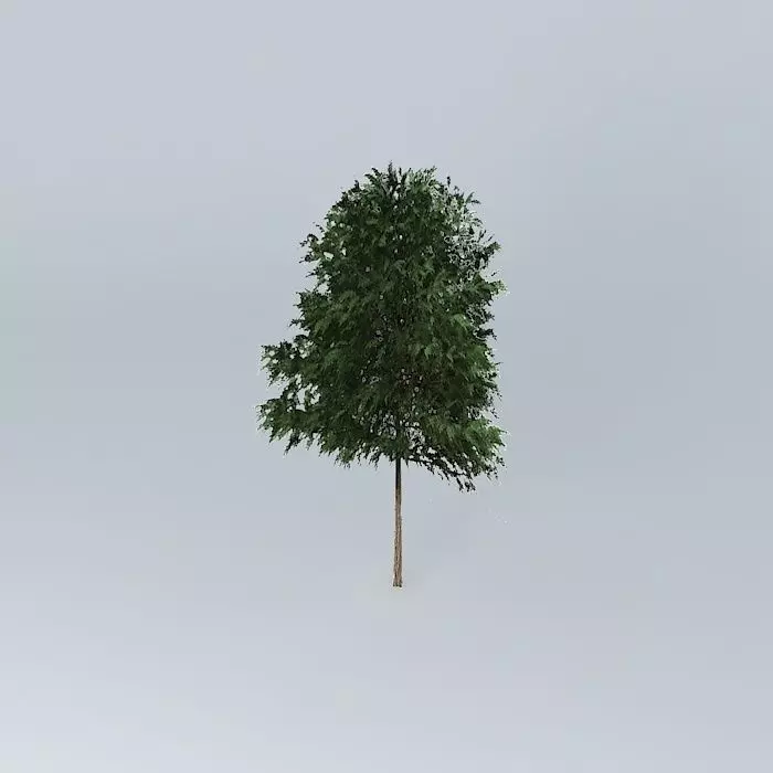 Silky Oak Grevillea robusta 2 Free 3D model_0