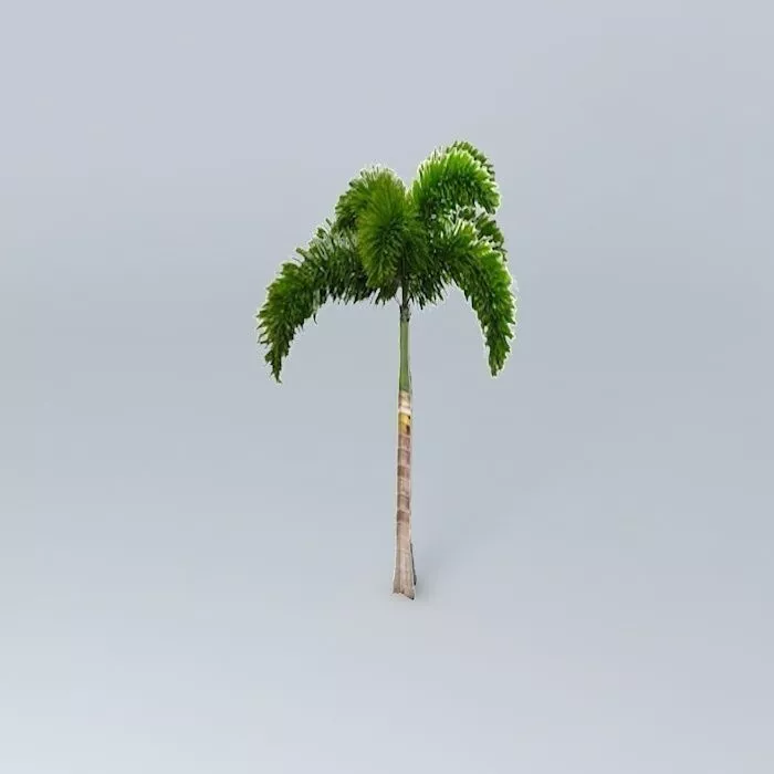Foxtail Palm Tree Free 3D model