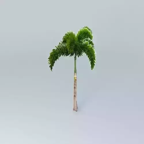 Foxtail Palm Tree