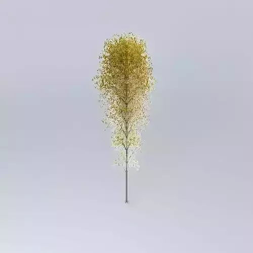 European Hop Hornbeam Ostrya carpinifolia 1