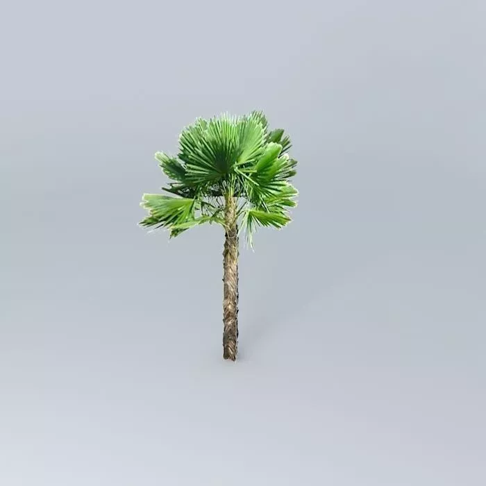 Windmill Large Palm Tree Free 3D model