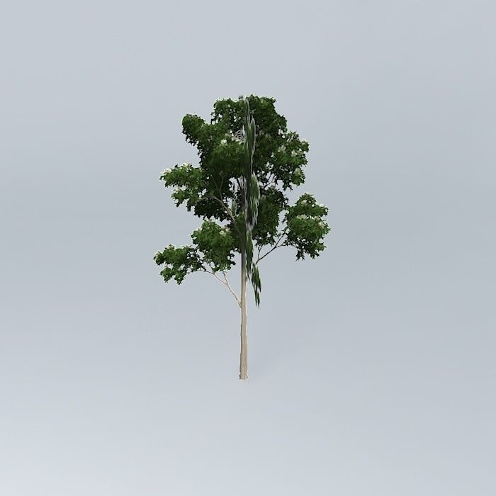 Ghost Gum Corymbia aparrerinja 5 Free 3D model_2