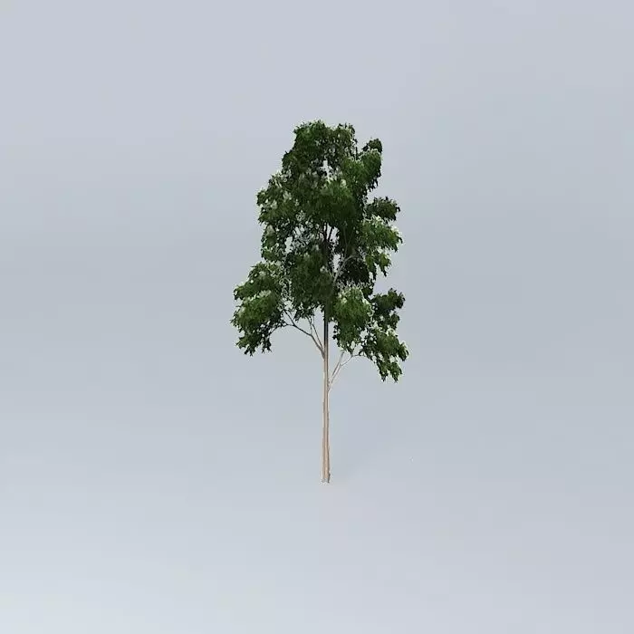 Ghost Gum Corymbia aparrerinja 5 Free 3D model_0