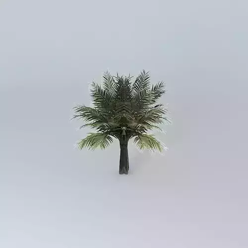 Bread Palm (Cycas rumphii 02