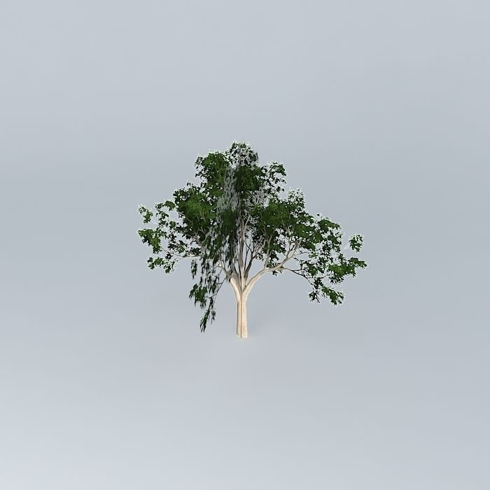 Ghost Gum Corymbia aparrerinja 4 Free 3D model_1