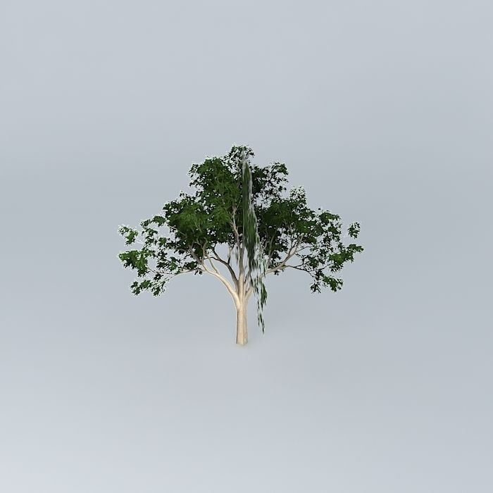 Ghost Gum Corymbia aparrerinja 4 Free 3D model_2