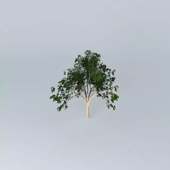 Ghost Gum Corymbia aparrerinja 4 Free 3D model_0