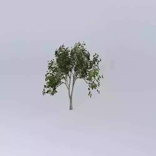 Ghost Gum Corymbia aparrerinja 3