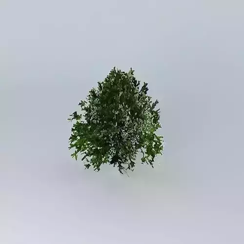 Grey Mangrove Avicennia marina 2