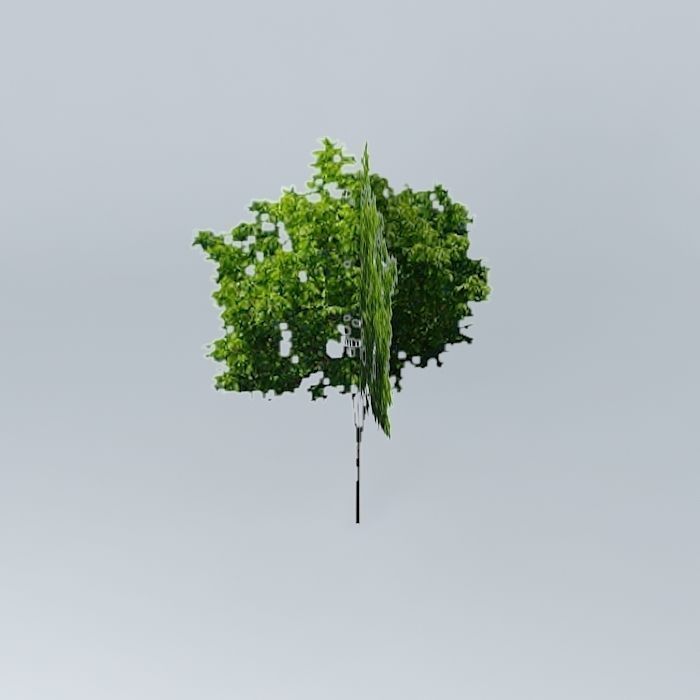 Zelkova Serrata Tree Free 3D model_2