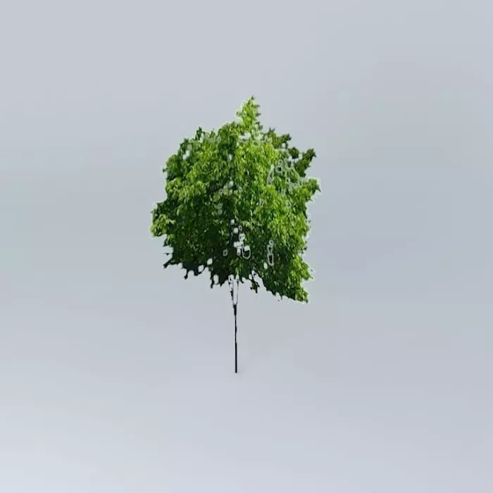 Zelkova Serrata Tree Free 3D model_0