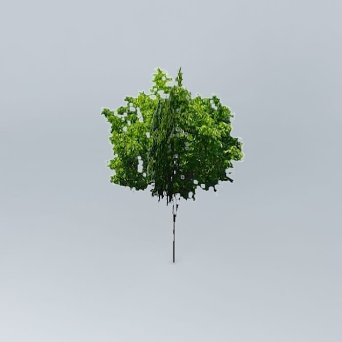 Zelkova Serrata Tree Free 3D model_1