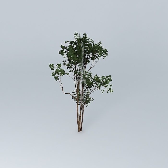 Brigalow Acacia harpophylla 4 Free 3D model_2
